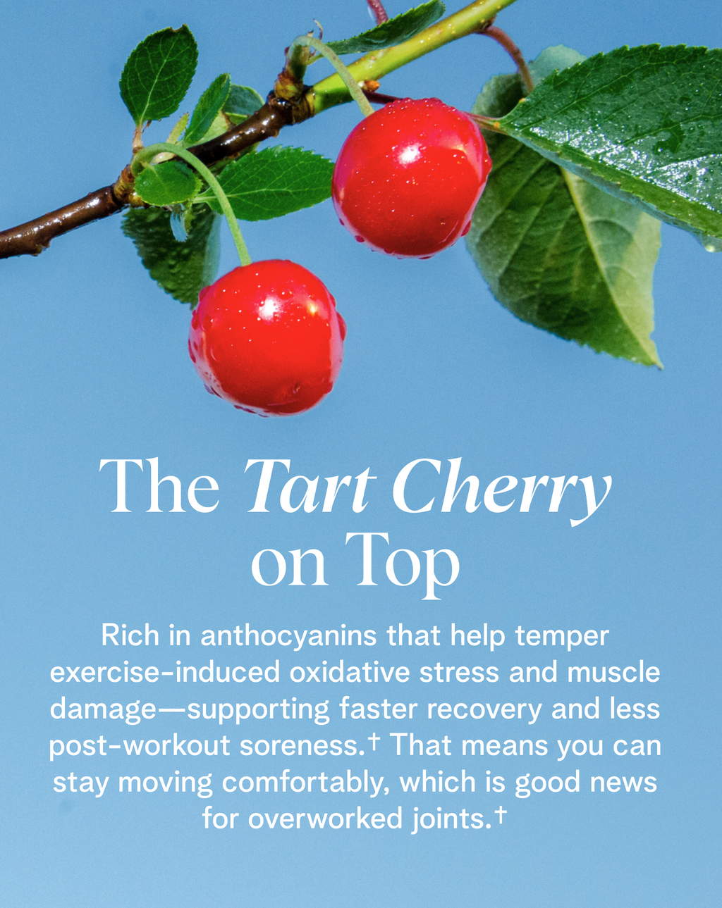 Plant Protein for Lifelong Strength