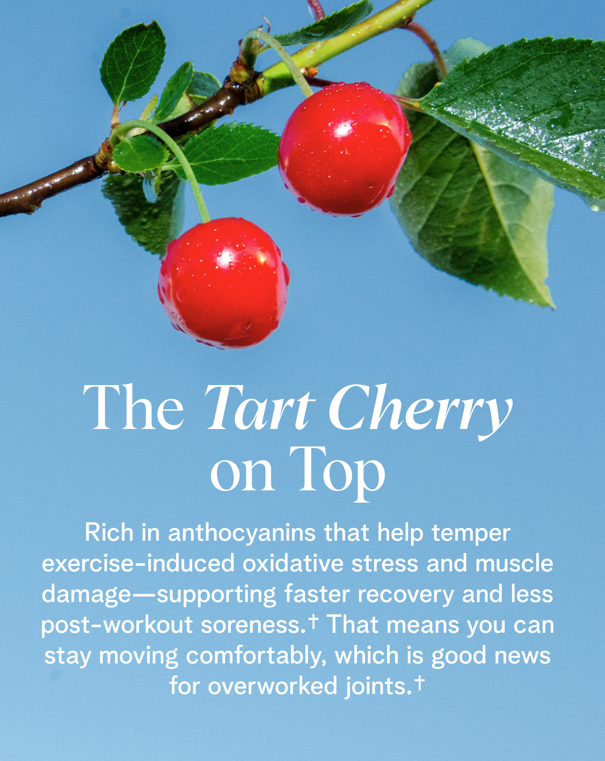 Plant Protein for Lifelong Strength