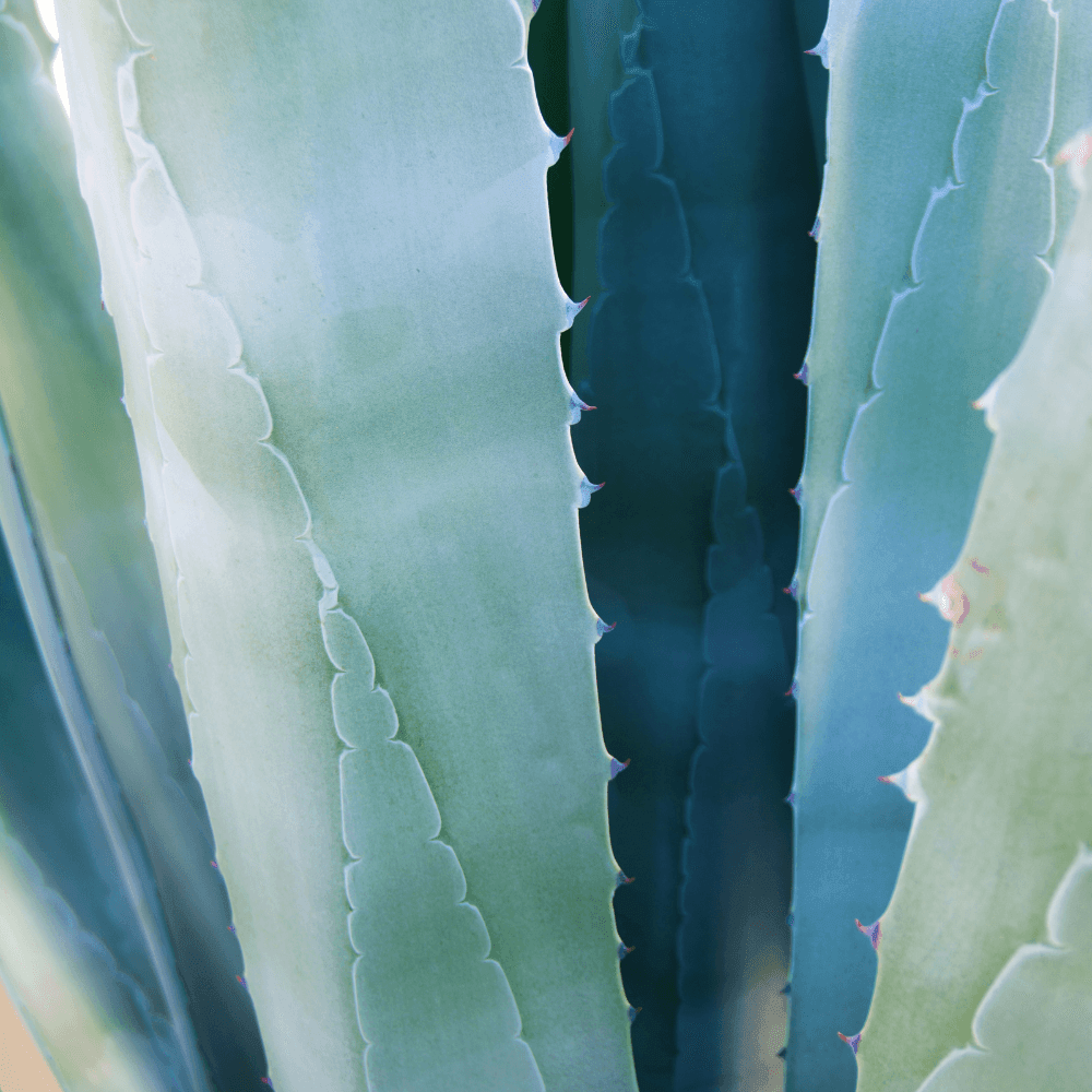 Cactus Blossom Gold Travel Candle.