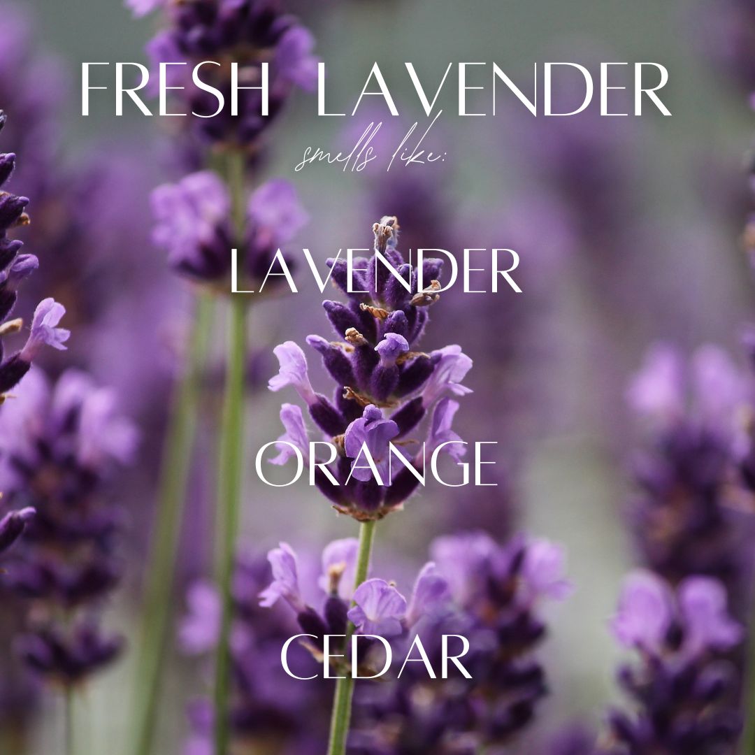 Fresh Lavender - 7 Wick White Wood Dough Bowl Soy Candle — product image